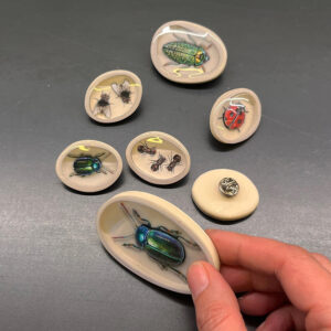 Spilla Entomology